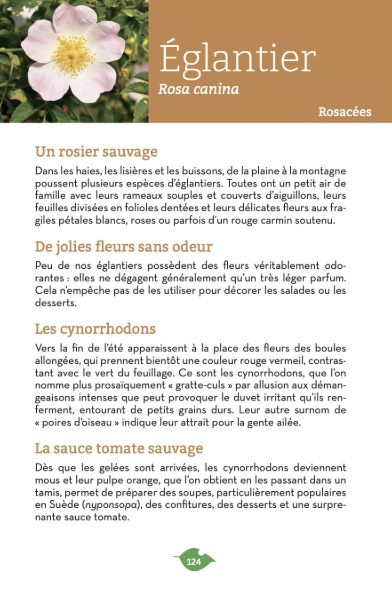 Capture d’écran 2025-03-26 à 15.42.15 Extrait du livre sur les Eglantier